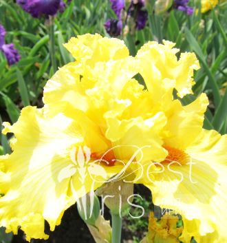 Lacy Primerose
