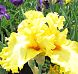 Lacy Primerose