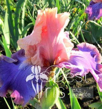 Florentine Silk