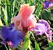 Florentine Silk