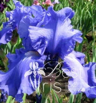 Fiesta in Blue