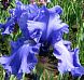 Fiesta in Blue