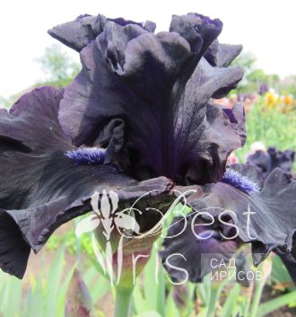 Obsidian