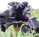 Obsidian