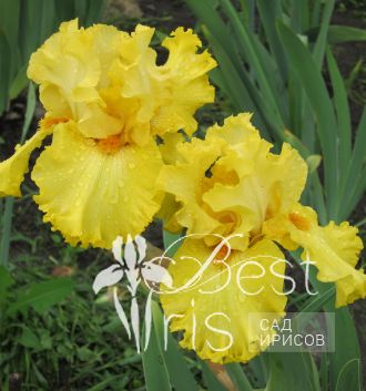Lacy Primerose