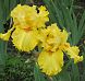Lacy Primerose