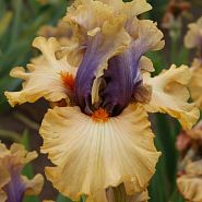 Color Capers