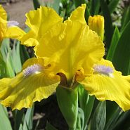 Spring Fresh