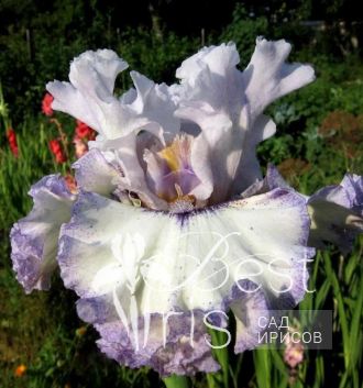 French Filigree