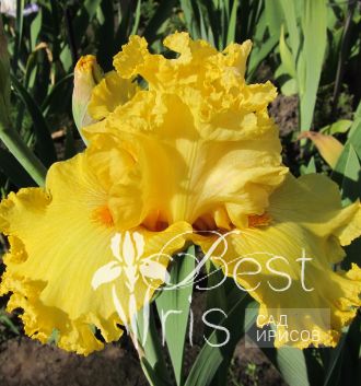 Lacy Primerose