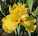 Lacy Primerose