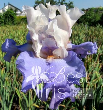 Celebrate Beauty