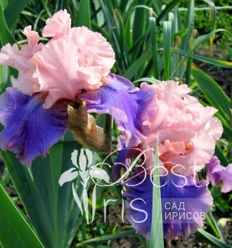 Florentine Silk