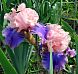 Florentine Silk