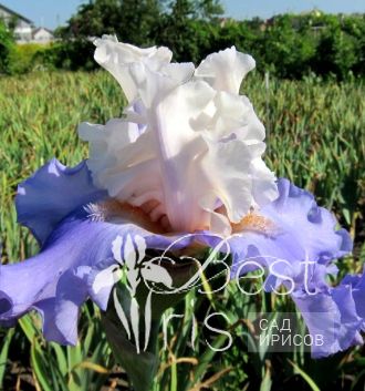 Celebrate Beauty