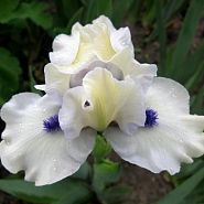 Bluebeard's Ghost