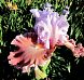Sudden Bliss