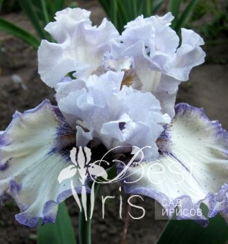 French Filigree