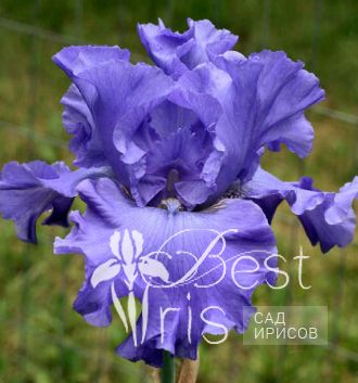 Yaquina Blue
