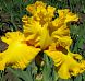 Amarillo Frils
