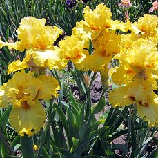Lacy Primerose