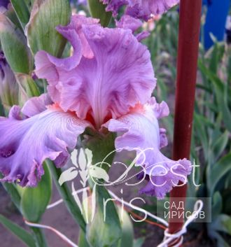 Silk Romance