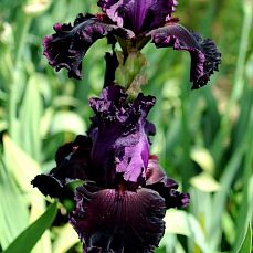 RUBY ROYAL