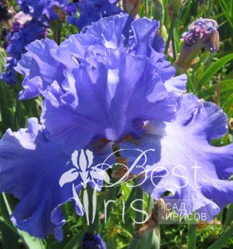 Yaquina Blue