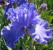 Yaquina Blue