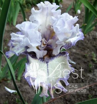 French Filigree