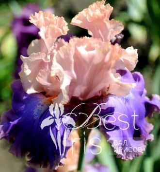 Florentine Silk
