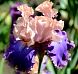 Florentine Silk