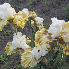 Fancy a Flutter'06