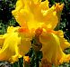 Amarillo Frils