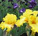 Lacy Primerose