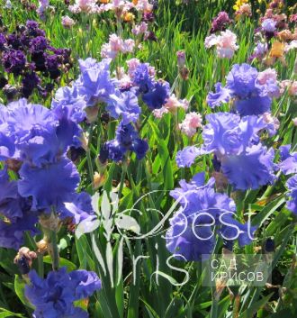 Yaquina Blue
