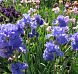 Yaquina Blue