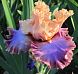 Luxuriant Lothario