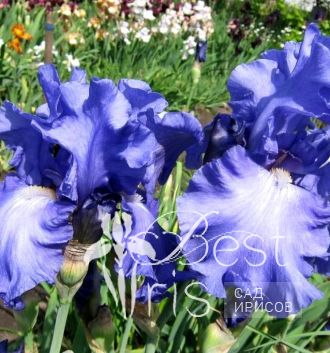 Fiesta in Blue