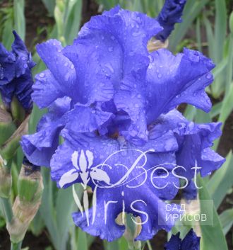 Yaquina Blue