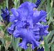Yaquina Blue