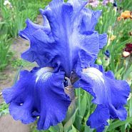Fiesta in Blue
