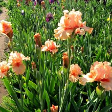 Simply Coral