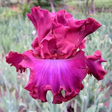 Ravishing Ruby'16
