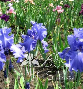 Fiesta in Blue