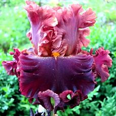 Burgundy Blaze