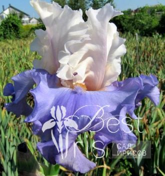 Celebrate Beauty