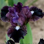 Black Olive