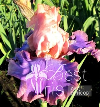 Florentine Silk