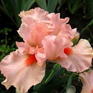 Portland Pink